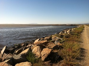 3_BCDC_levee