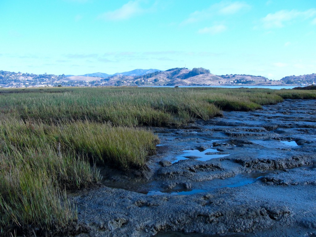 Corte Madera Natural Shoreline_Credit John Callaway